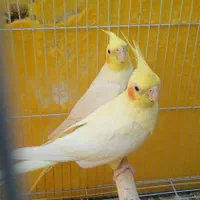 دوجفت عروس هلندی