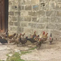 تخم مرغ نطفه دار