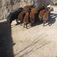 ۱۲ عدد بره نر