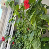 گل طبیعی|گل و گیاه طبیعی|اندیشه, شهرک صدف|دیوار
