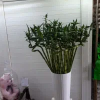 گل بامبو طبیعی