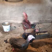 خروس لاری افغانی