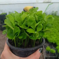 فروش سبزه عید