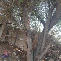 درخت کنار قدیمی با مجوز حمل از منابع طبیعی