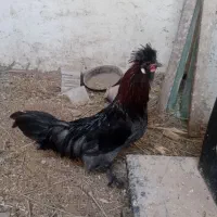 خروس دکوری کاکلی پاپر