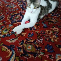 گربه محدوده سولقان