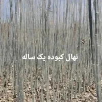 نهال کبوده ،اشن ، سیاه دال .درخت سریع رشد نهالستان