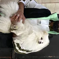 جهت کش جفت گیری