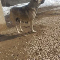 سلام سگ ماده پوشدر