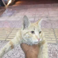 ی بچه گربه نارنجی اهلی و بشدت آروم و بازیگوش|گربه|زاهدان, |دیوار