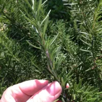 فروش رزماری