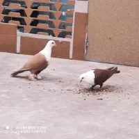کفتر افقان رنگه