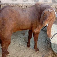 نری پاکستانی و الپاین|حیوانات مزرعه|میبد, |دیوار