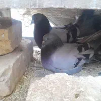 کبوتر اصفانی