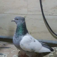 کفترسینه نرو ماده