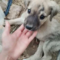 سگ نژاد افغان