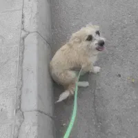 سگ پا کوتاه