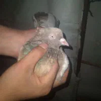 کفتر