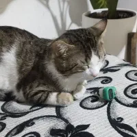 واگذاری گربه|گربه|شیراز, طلاب|دیوار