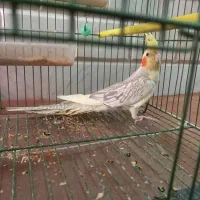 عروس هلندی نر ۴ماهه