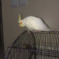 عروس هلندی|پرنده|محمدشهر, شهرک پیام (مهرالبرز)|دیوار