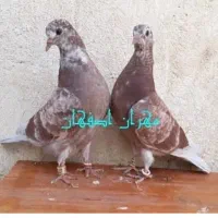 کبوتر جوجه پیش فروش|پرنده|کاشان, فرودگاه کاشان|دیوار