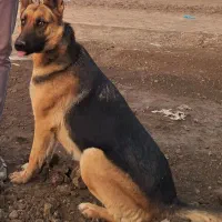 سگ ترکیبی ژرمن و مالینویز