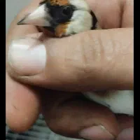 سهره جوجه سال شیراز تازه صاف سیاه سر