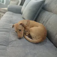 فروش پت ۶ماهه دختر،