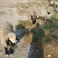 ۳۴ راس میش ترکی