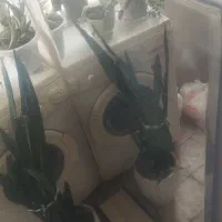 آینه قدی ۵۰۰