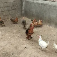 سلام تعداد ۱۱ عدد مرغ کرچ شو|حیوانات مزرعه|شاهین دژ, |دیوار