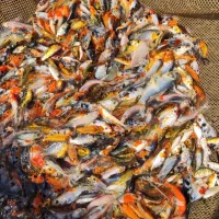 فروش ماهی کوی