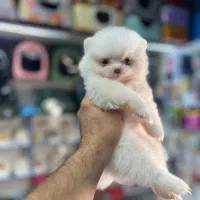 پاگ، یورکشایر، شیواوا پودل و پامر|سگ|تهران, درکه|دیوار