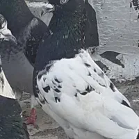 کبوتر رنگی شهری