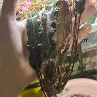 گیاه کریپتون تثبیت شدکمیاب با ریشه بلند فقط دو عدد|ماهی|تبریز, |دیوار