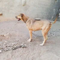 ماده ساری|سگ|ترکمانچای, |دیوار