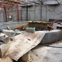 ارودک ماندارین|پرنده|رباطکریم, شهرستانک|دیوار