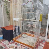 طوطی عروس نر و ماده همراه با قفس|پرنده|رشت, جماران|دیوار