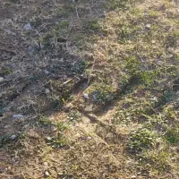 زمین واقع در شهرستان دوره چگنی