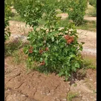 پیوند زن هستم هر پیوند هم دونه 25 تومن