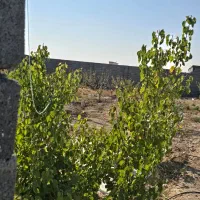 باغ و باغچه ۲۱۰ متری.برق گاز اب.سندتک برگ|فروش زمین و ملک کلنگی|وحیدیه, |دیوار