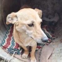 بچه سگ پاکوتاه