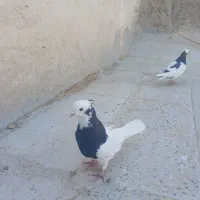 کفتر بهبهانی