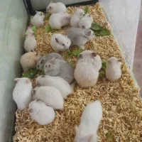 همستر کوتوله