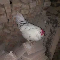 خروس|حیوانات مزرعه|ملایر, |دیوار