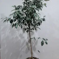 درختچه بنجامین|گل و گیاه طبیعی|تهران, خزانه|دیوار