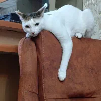 واگذاری رایگان دوتا گربه که خواهر هستن