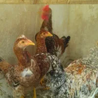 مرغ وخروس|حیوانات مزرعه|تهران, آهنگ|دیوار