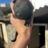 وا گذاری سگ مالینویز